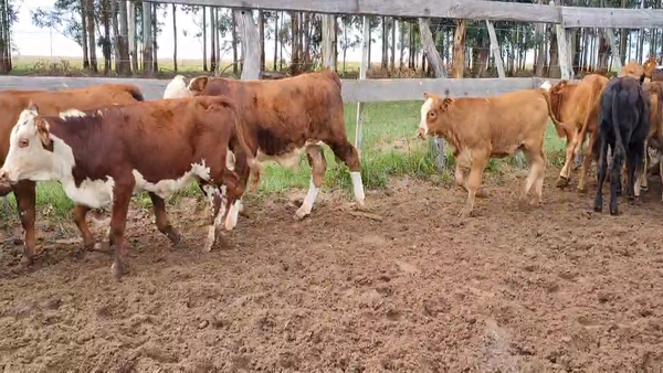 Lote 75 Terneros/as