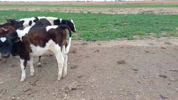 Lote 5 Terneros Holando Argentino y cruzas con Jersey en Col. Aldao, Santa Fe