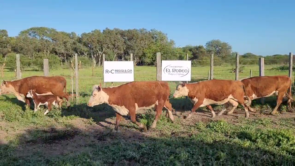 Lote 102 Vacas CUT con cría