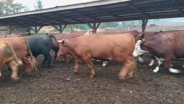 Lote 20 Novillo Gordo en Los Ángeles, VIII Región Biobío