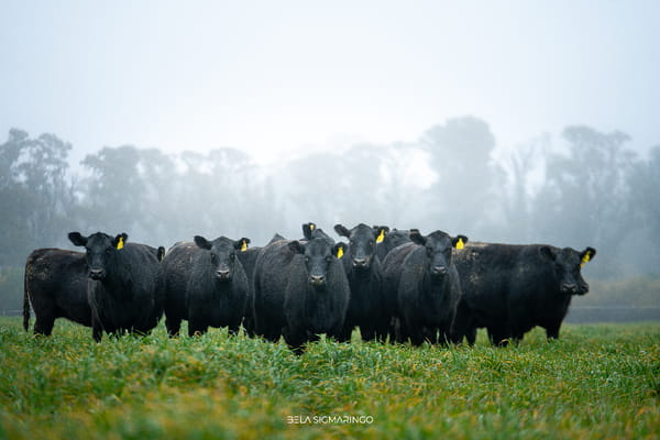 Lote VAQUILLONAS ANGUS NEGRAS  PC C/GTÍA DE PREÑEZ