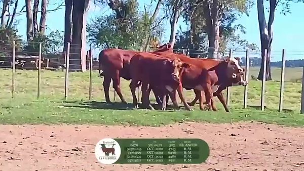 Lote 5 Vaquillonas , Cerro Largo