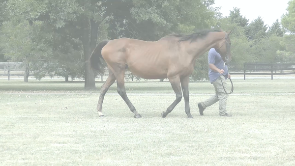 Lote MONTE UDALA (EQUAL STRIPES -  DANCER CLASSIC) C/Cria y Preñez de RERIDE
