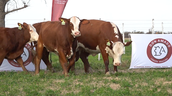 Lote Hembras de Don Amado