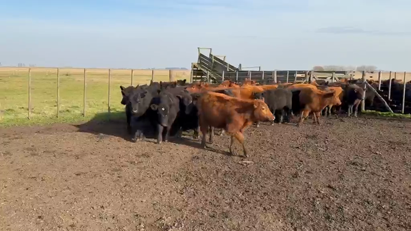 Lote 65 Novillitos en Azul