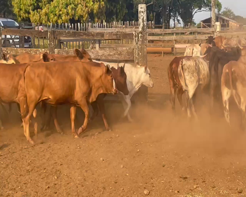 Lote 73 Vaquillonas en Ituzaingó, Corrientes