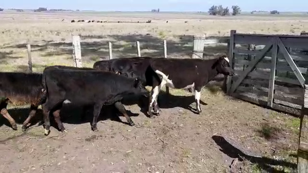 Lote (Vendido)6 Terneras ANGUS/ HOLANDO 150kg -  en ISMAEL CORTINAS