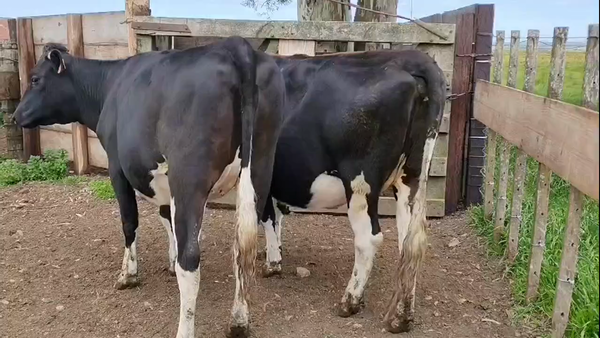 Lote 2 Vaquillonas  500kg - , San José