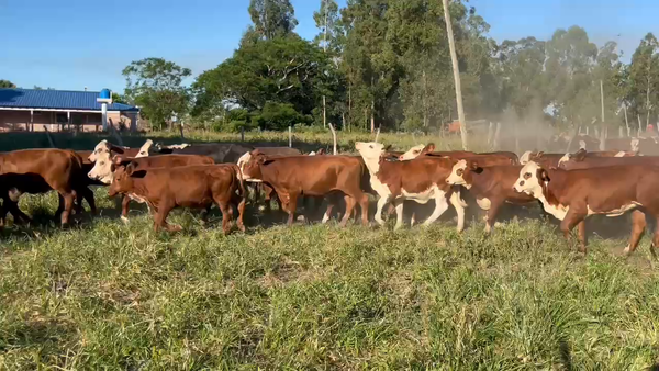 Lote 120 Terneros/as en Corrientes, Gdor. Martínez