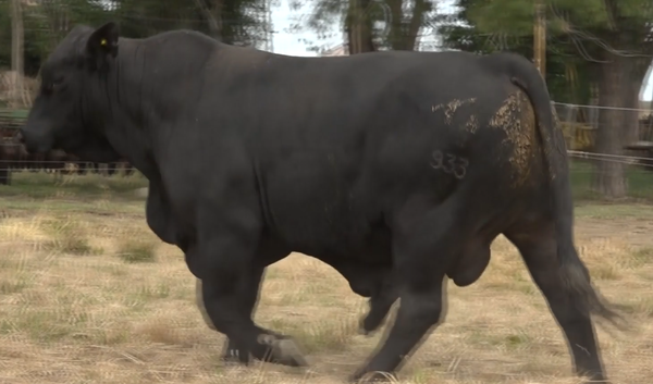 Lote TOROS(CORRAL 14)BRANGUS "CABAÑA DON CARLIN"