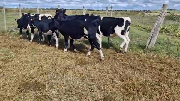 Lote 8 Terneras, San José