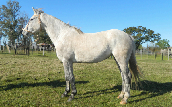 Lote MARCA CUADRO 205 DE NC