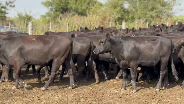 Lote 334 Vaquillonas