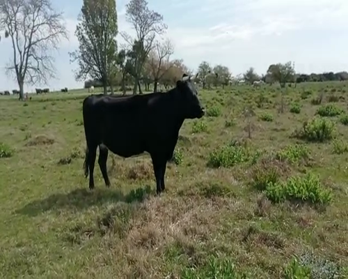 Lote Vacas de Invernada CRUZA 620kg - , San José