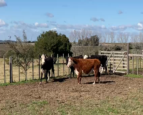 Lote (Vendido)4 Vacas de Invernada 380kg -  en PICADA VIERA