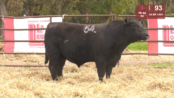 54 1501 — TOROS ANGUS NEGROS  PC