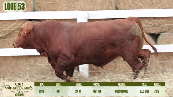 Lote LOTE 53