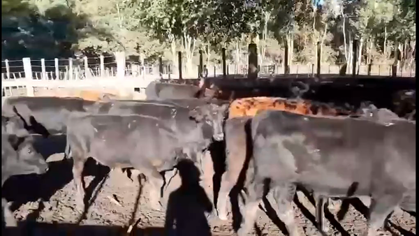 Lote 75 Terneros en Buenos Aires, Laprida