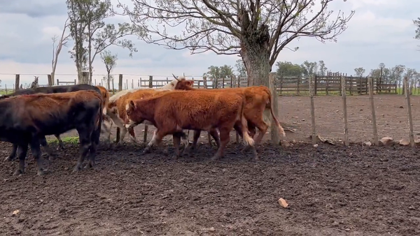 Lote Vacas de Invernada