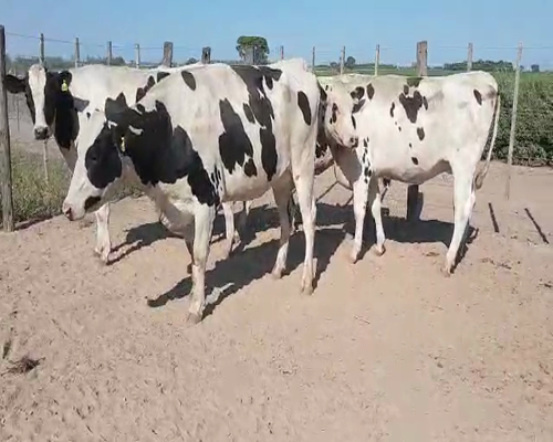 Lote Mauricio Minetti