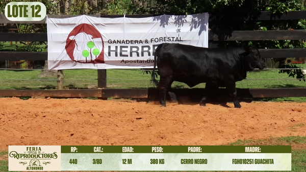 Lote LOTE 12