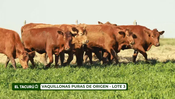 Lote LOTE 3 - VAQUILLONAS PURAS DE ORIGEN