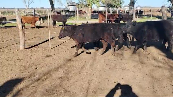 Lote 110 Terneros en Magdalena, Buenos Aires