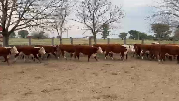 Lote 160 Terneras en Entre Ríos, San Jaime
