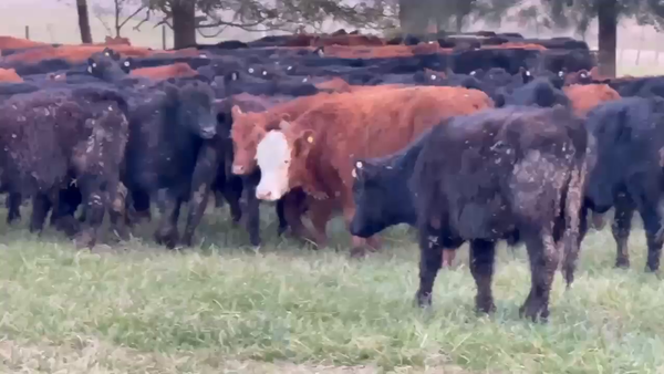 Lote 105 Novillitos en General Guido