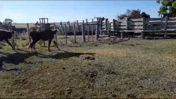 Lote 21 Vaquillonas  Hereford y Angus en San Gregorio