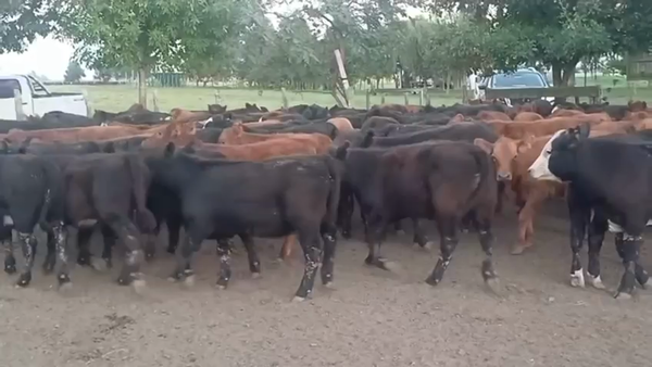 Lote 120 Terneros/as