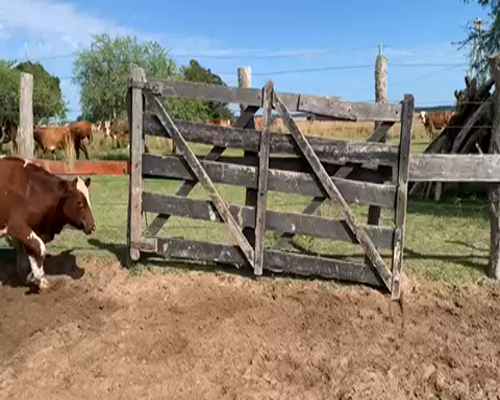 Lote 50 Novillitos en Esquina, Corrientes