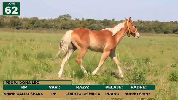 Lote SHINE GALLO SPARK