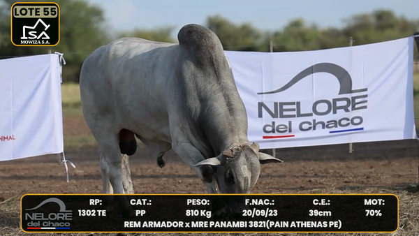 Lote LOTE 55