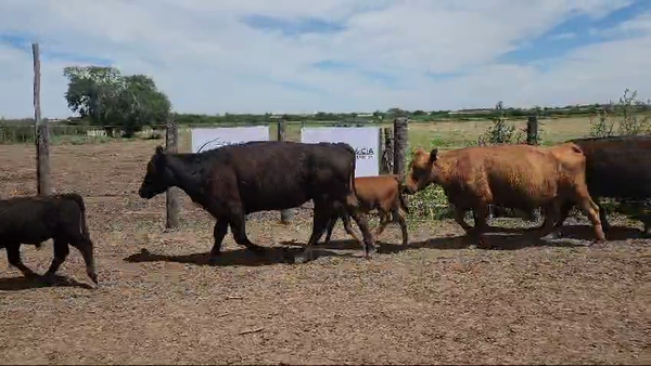 Lote 60 Vacas CUT paridas y vacias