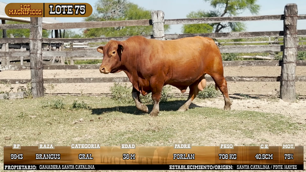 Lote LOTE 75 - PANTALLA