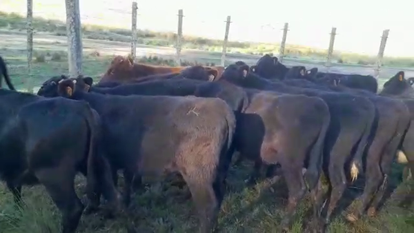 Lote 13 Terneros angus