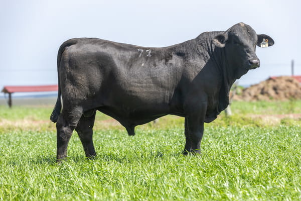 Lote Jacaranda - 4 - Toros