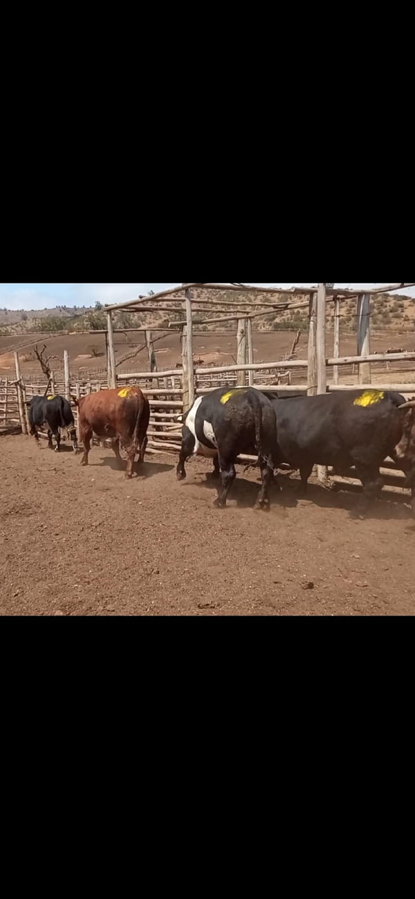 Lote 20 Torete en Melipilla, Región Metropolitana