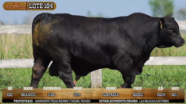 Lote LOTE 184