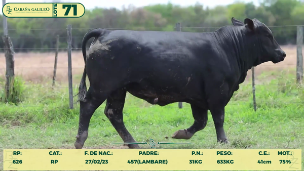 Lote LOTE 71