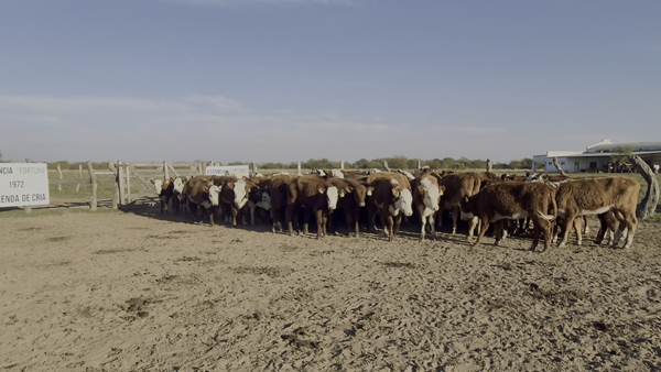 Lote 80 Terneras en Corrientes, Goya