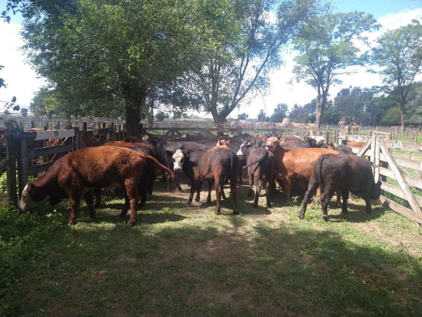 Lote 41 Vaquillonas en Gral. Lamadrid, Buenos Aires