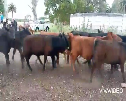 Lote 23 Terneros/as en Gral. Paz, Buenos Aires