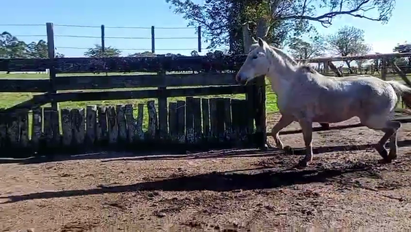 Lote 1 Yeguas Montadas en Corrientes, Curuzú-Cuatiá