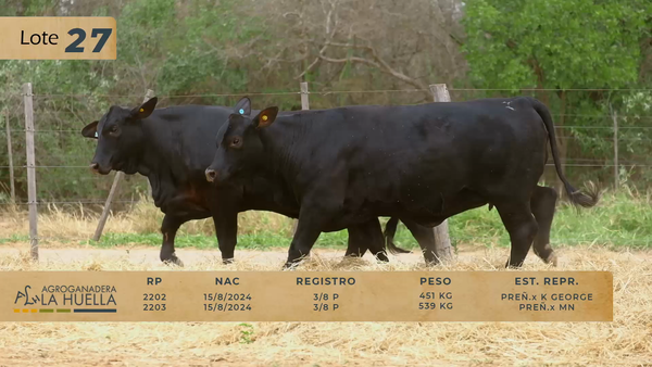 Lote LOTE 27