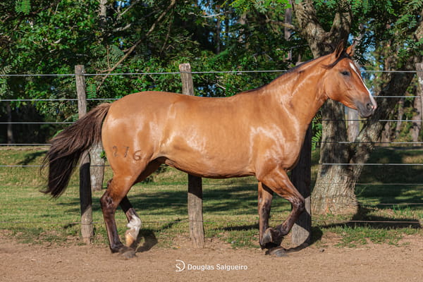 Lote NOCHE BUENA DE LA COLINA
