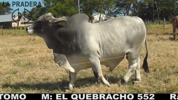 Lote Toro
