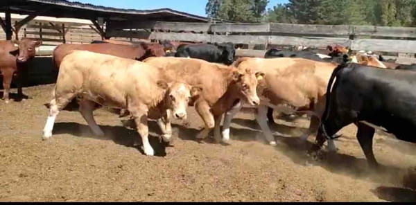 Lote 44 Vaquilla Gorda en Los Ángeles, VIII Región Biobío