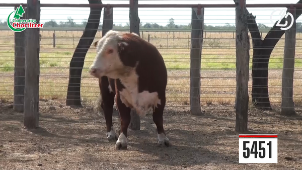 Lote Hereford